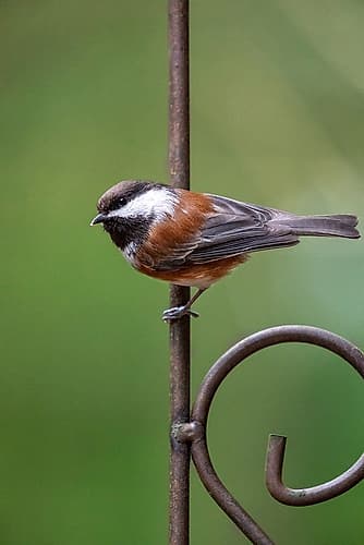 Issaquah, Washington State, USA. Chestnut-backed chickadee perched on a decorative metal trellis Art Print